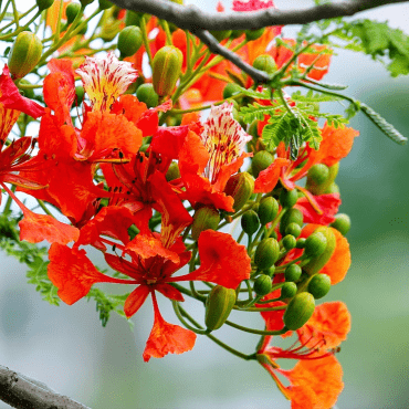Orange flowers - Responsive elementor addons image gallery widgets