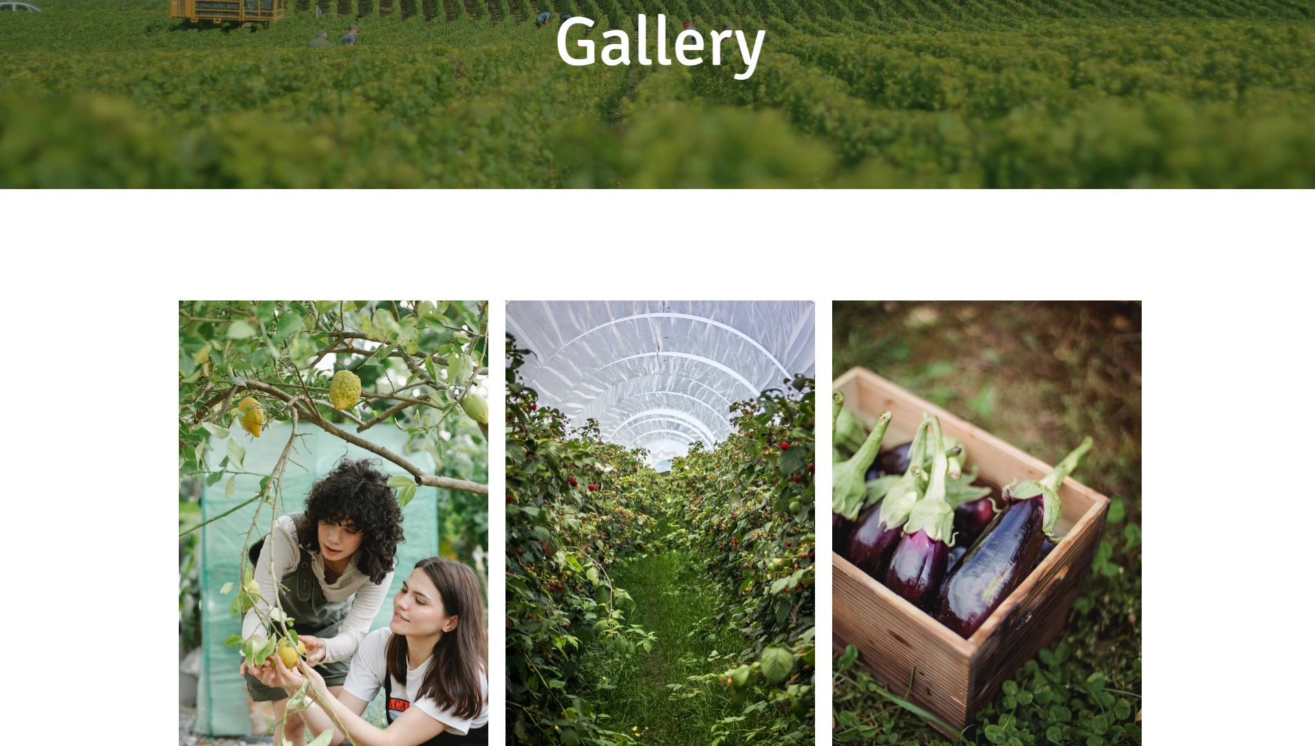 Gallery page