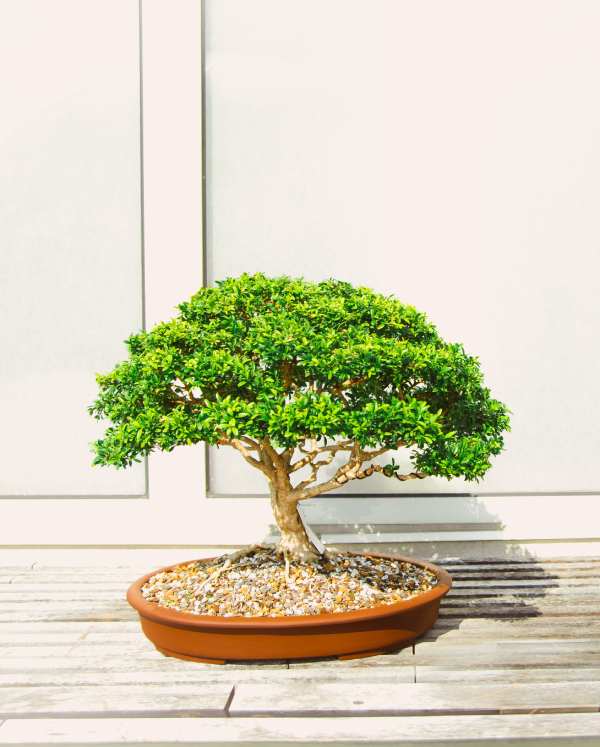nature leaf product 07